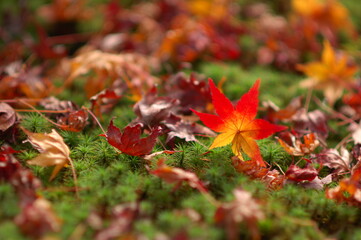 秋のメープル。緑の苔とカエデの紅葉が綺麗な落ち葉の晩秋。