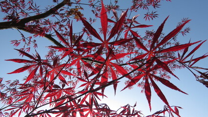 Japanese maple tree leaves in China