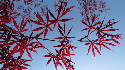 Japanese maple tree leaves in China