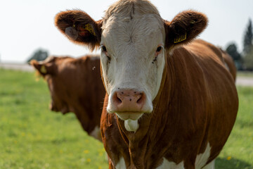 Kuh im Allgäu