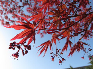 Japanese maple tree leaves in China