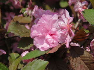 Cherry blossom trees in China