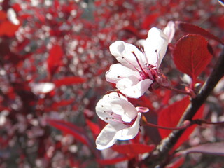 Cherry blossom trees in China