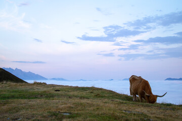 Shetland cow on the ridge of the Pyrenees
