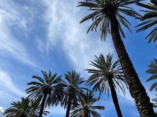 Fototapeta na wymiar The palms and the sky 