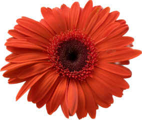 Gerbera sfondo trasparente