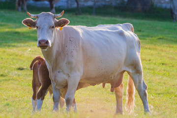 Grazing cows in the meadows of Austria.