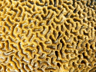 Detail pattern of the sea coral with unique shape