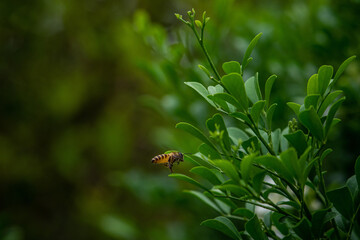 Close up of flying Honey Bee outdoor.