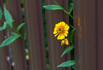 A yellow flower is visible between the bars of the metal fence