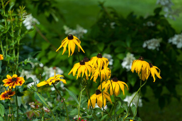 Yellow flowers with drooping petals