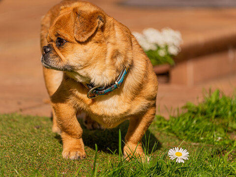 Mixed breed cute tiny dog with crooked legs funny and serious face.