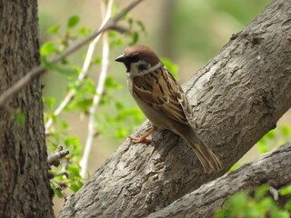 Asian tree sparrow in China