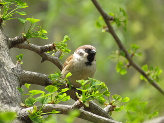 Asian tree sparrow in China