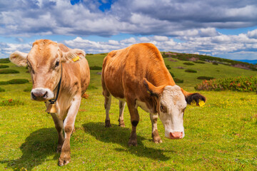 Fototapeta na wymiar Grazing cows in the meadows of Austria.
