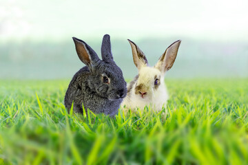 草原に座るカメラ目線の白ウサギと黒ウサギ