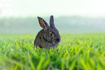 緑の草原で座る黒い子ウサギの斜め前からの姿
