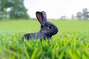 Fototapeta na wymiar 緑の草原で遠くを見つめる黒い子ウサギの横姿 