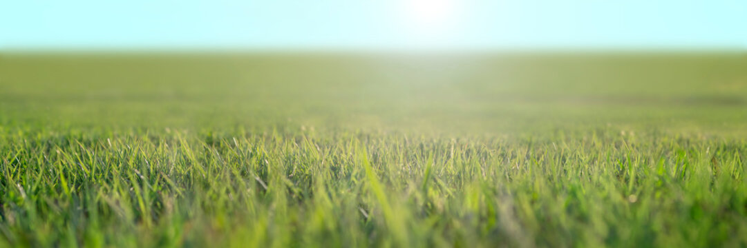 太陽が輝く緑の草原のパノラマ。環境,自然,エコロジーのイメージ素材