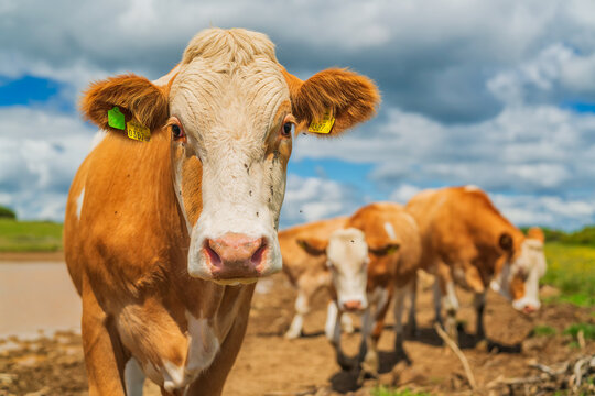 Grazing Cows In The Meadows Of Austria.