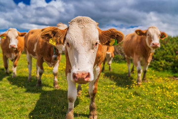 Naklejka na ściany i meble Grazing cows in the meadows of Austria.