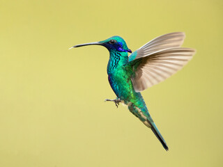 Lesser violetear (Colibri cyanotus), also known as the mountain violet-ear, is a medium-sized, metallic green hummingbird species commonly found in forested areas from Costa Rica to South america
