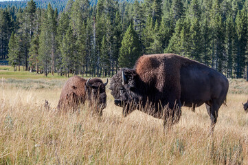 Bisons (Bison bison) in Yellowstone National Park, USA