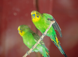 Wavy parrots in the park.