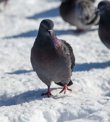 Pigeons in the snow in winter.