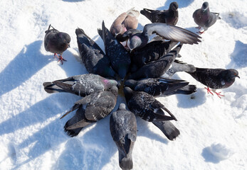 Pigeons in the snow in winter.