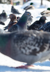 Pigeons in the snow in winter.