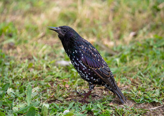 Obraz premium Starling on the green grass in the park.