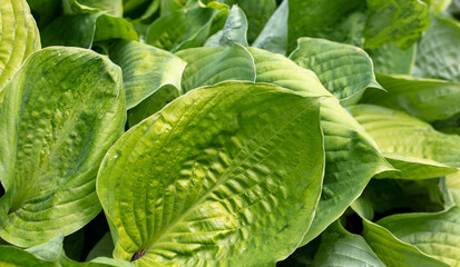 Fototapeta na wymiar Large green leaves on a herbaceous plant