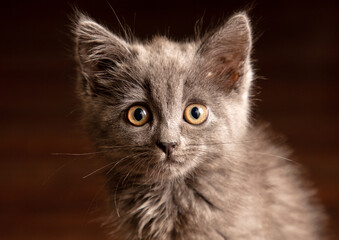 Portrait of a gray kitten on the floor