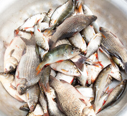 A lot of fish in a bowl as a background