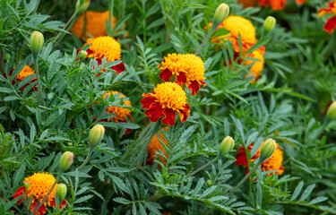 Beautiful orange flower on a plant.