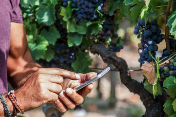 farmer man using mobile phone in vineyard