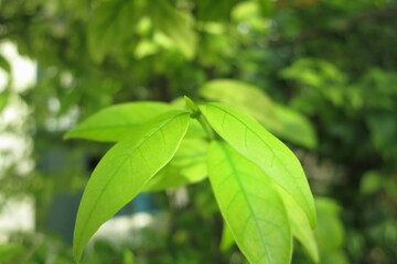 green leaves background