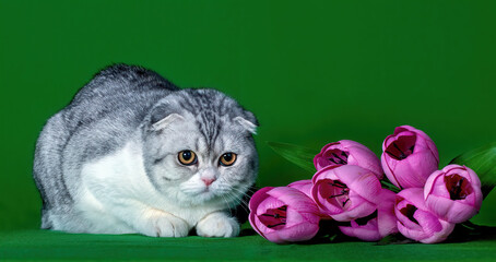 A cute Scottish fold cat sitting at flowers on green background.