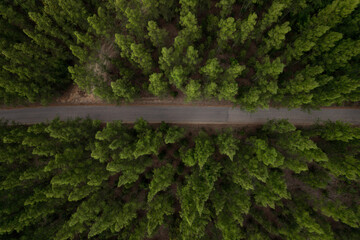 aerial view green forest landscape  aerial natural scenery of pine trees and contrasting road path country path through pine trees adventure travel concept. soft focus