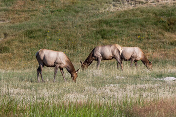 Naklejka na ściany i meble Elk (Cervus canadensis) females in Yellowstone National Park, USA
