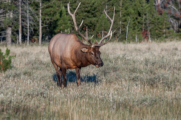 Elk (Cervus canadensis) male in Yellowstone National Park, USA