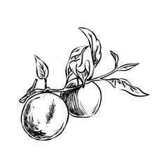 Fototapeta premium Apple fruit illustration in a hand-drawn style