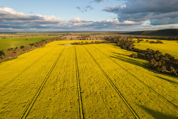Aerial view of canola fields across the vast countryside.