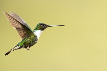 Fototapeta na wymiar Collared inca (Coeligena torquata) is a species of hummingbird found in humid Andean forests from western Venezuela, through Colombia and Ecuador, to Peru and Bolivia.