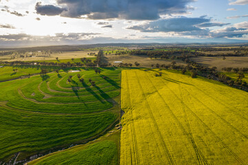 Looking at the divide of yellow and green fields with the wheat and canola growing. - obrazy, fototapety, plakaty