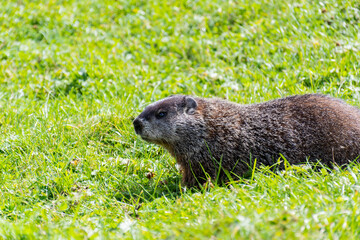 View of a wild marmot in the grass in Canada