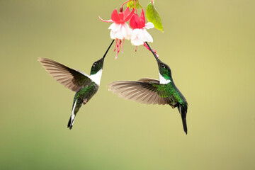 Collared inca (Coeligena torquata) is a species of hummingbird found in humid Andean forests from western Venezuela, through Colombia and Ecuador, to Peru and Bolivia.