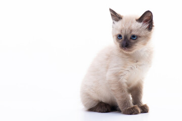 Close up portrait of funny curious Siamese cat looking away attentive isolated on a white background with copy space. Picture for pet shop