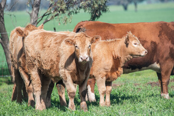 Group of cows resting in the bright midday sun